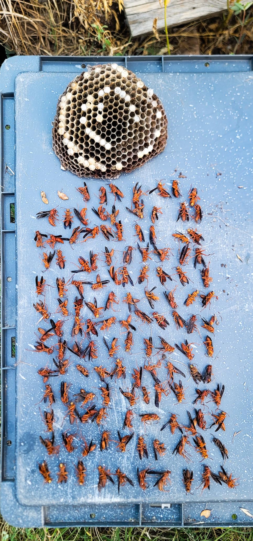 Raid Max Foaming Wasp & Hornet Killer, Fast Coverage Foam, Bug Killer Kills The Entire Nest, 16.5 oz - Customer Photo 1