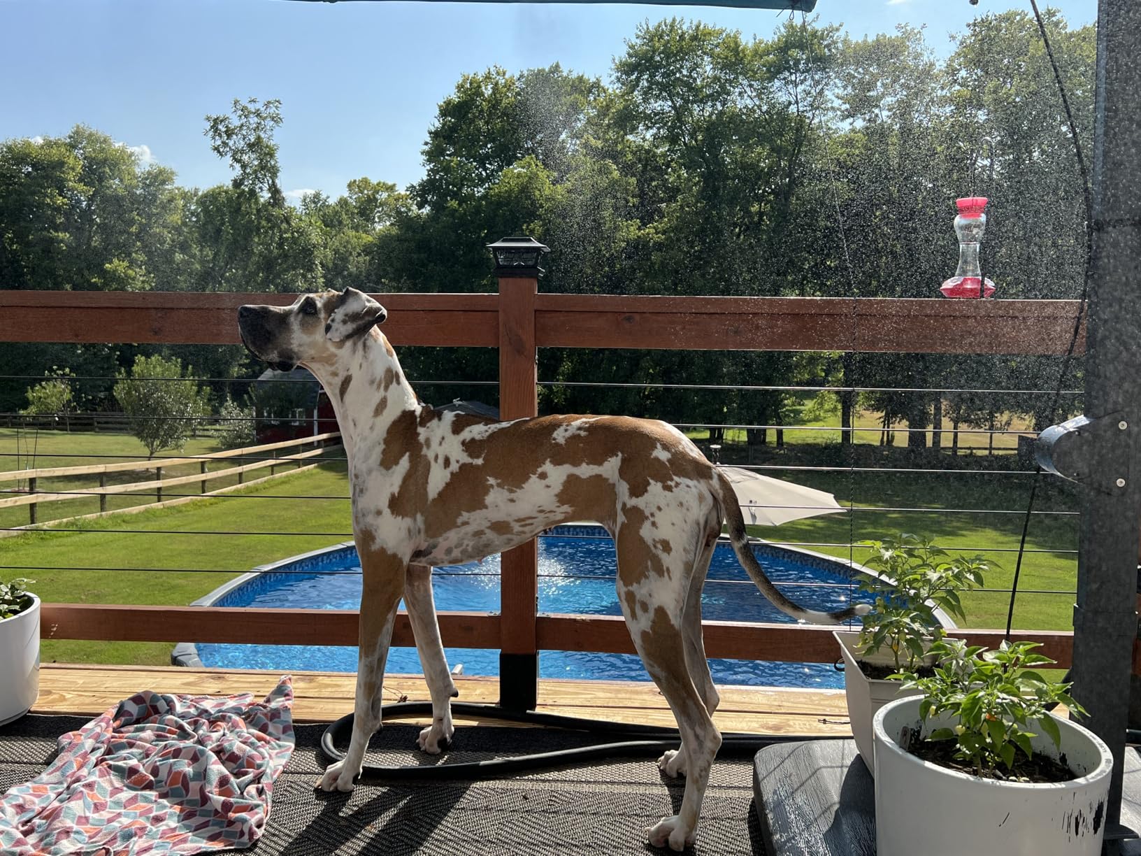 CarefreTrayd Misters for Outside Patio 32ft– Misting System with Filter and Easy DIY Installation for Garden, Trampoline, and Greenhouse-Ideal for Cooling Patios, and Chicken Coop - Customer Photo 1