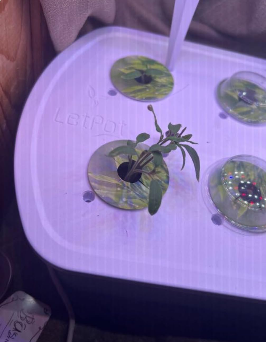 LetPot LPH-Air Hydroponics Growing System Kits, APP & WiFi Controlled Smart Indoor Garden with Adjustable 24W Grow Light Full Spectrum, 10 Pods Planter customer photo 2