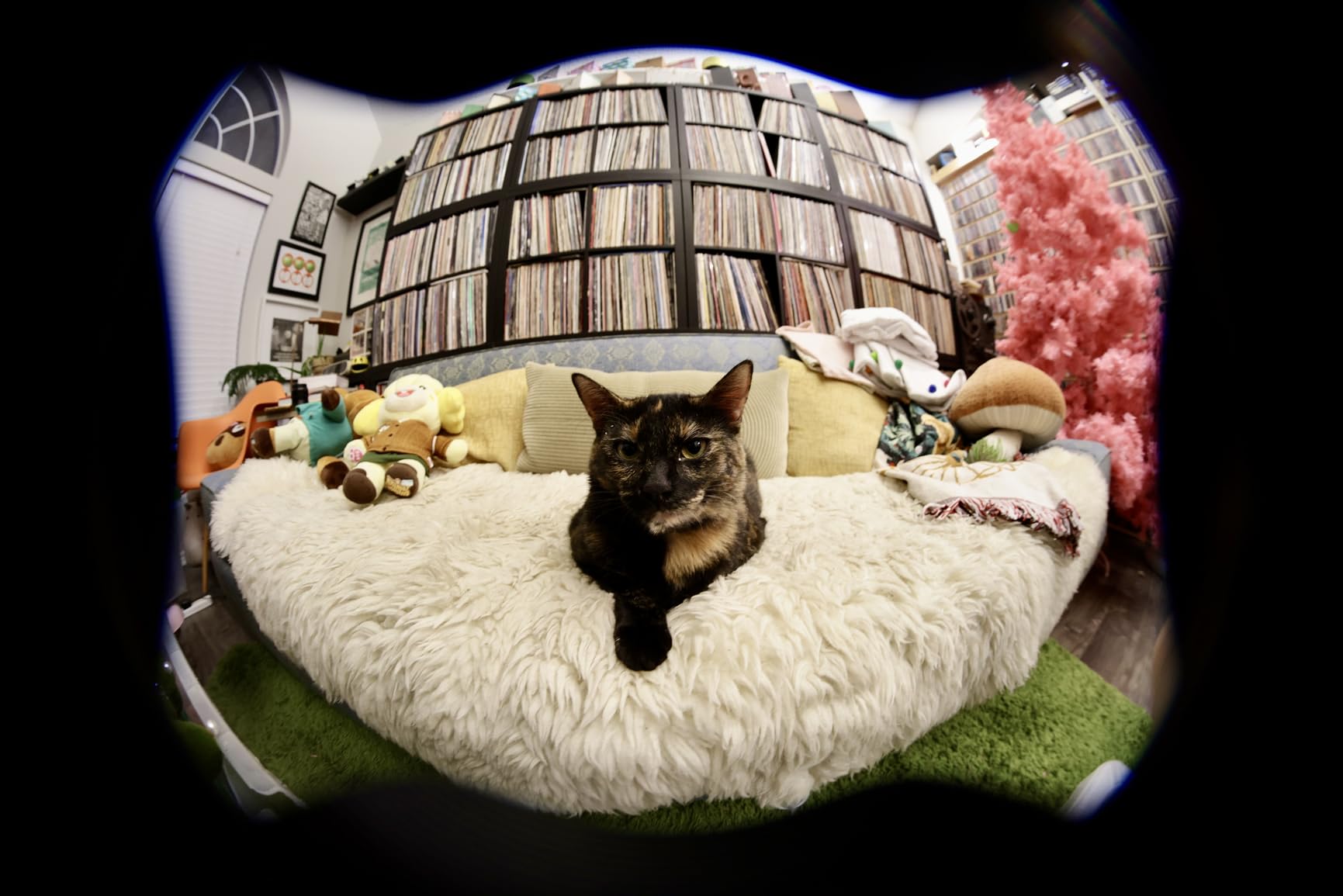 7artisans 7.5mm f2.8 Mark II APS-C Fisheye Wide Angle Manual Fixed Lens for Canon R Mount Mirrorless Cameras Customer Review 7artisans 7.5mm f2.8 Mark II APS-C Fisheye Wide Angle Manual Fixed Lens for Canon R Mount Mirrorless Cameras - Customer Photo 1