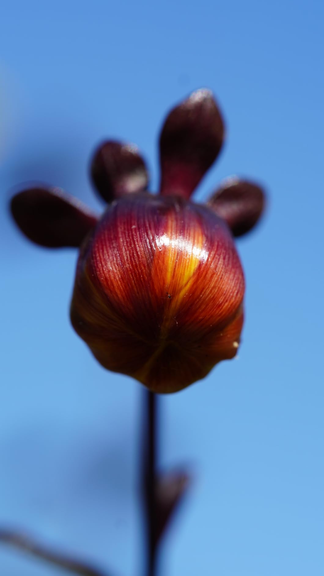 Tamron 90mm f/2.8 Di III VXD 1:1 Macro for Sony E - Customer Photo 1