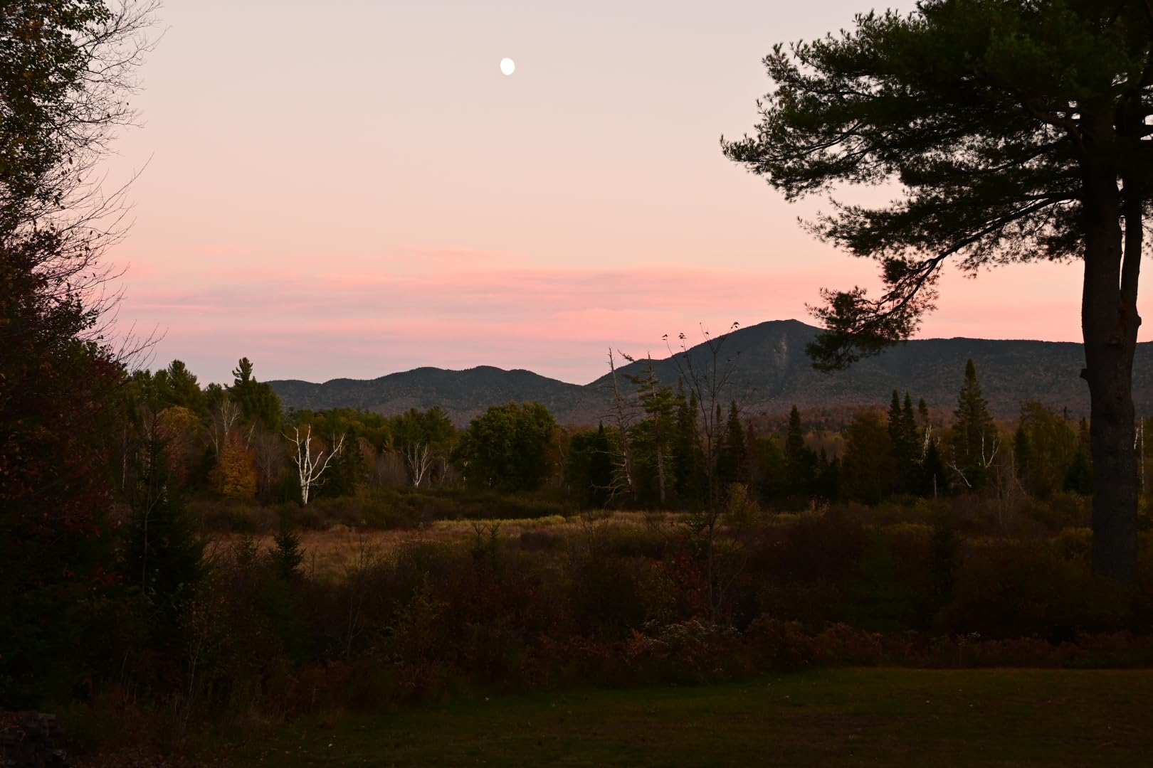 Nikon Z50 II Mirrorless Camera - Customer Photo 2