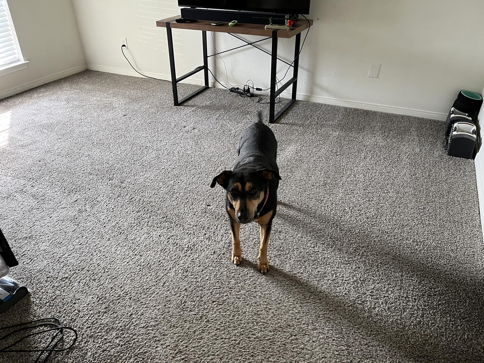 Shark PowerPro Plus Cordless Stick Vacuum, FloorDetect Technology, HEPA Filter, 50-Minute Runtime, Pure Water, IZ377H customer photo 2