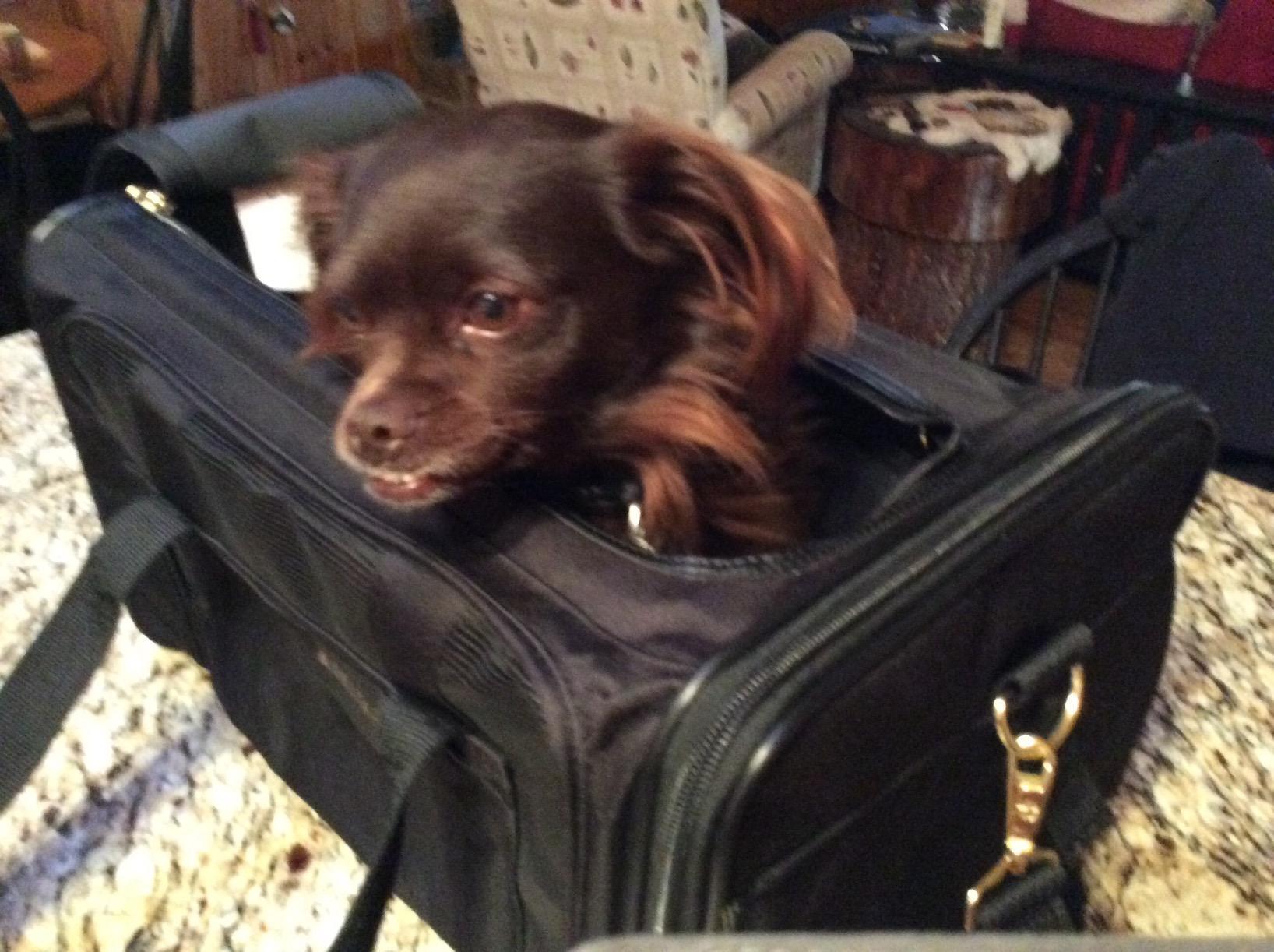 Sherpa Delta Airlines Travel Pet Carrier, Airline Approved & Guaranteed On Board - Black, Medium customer photo 2