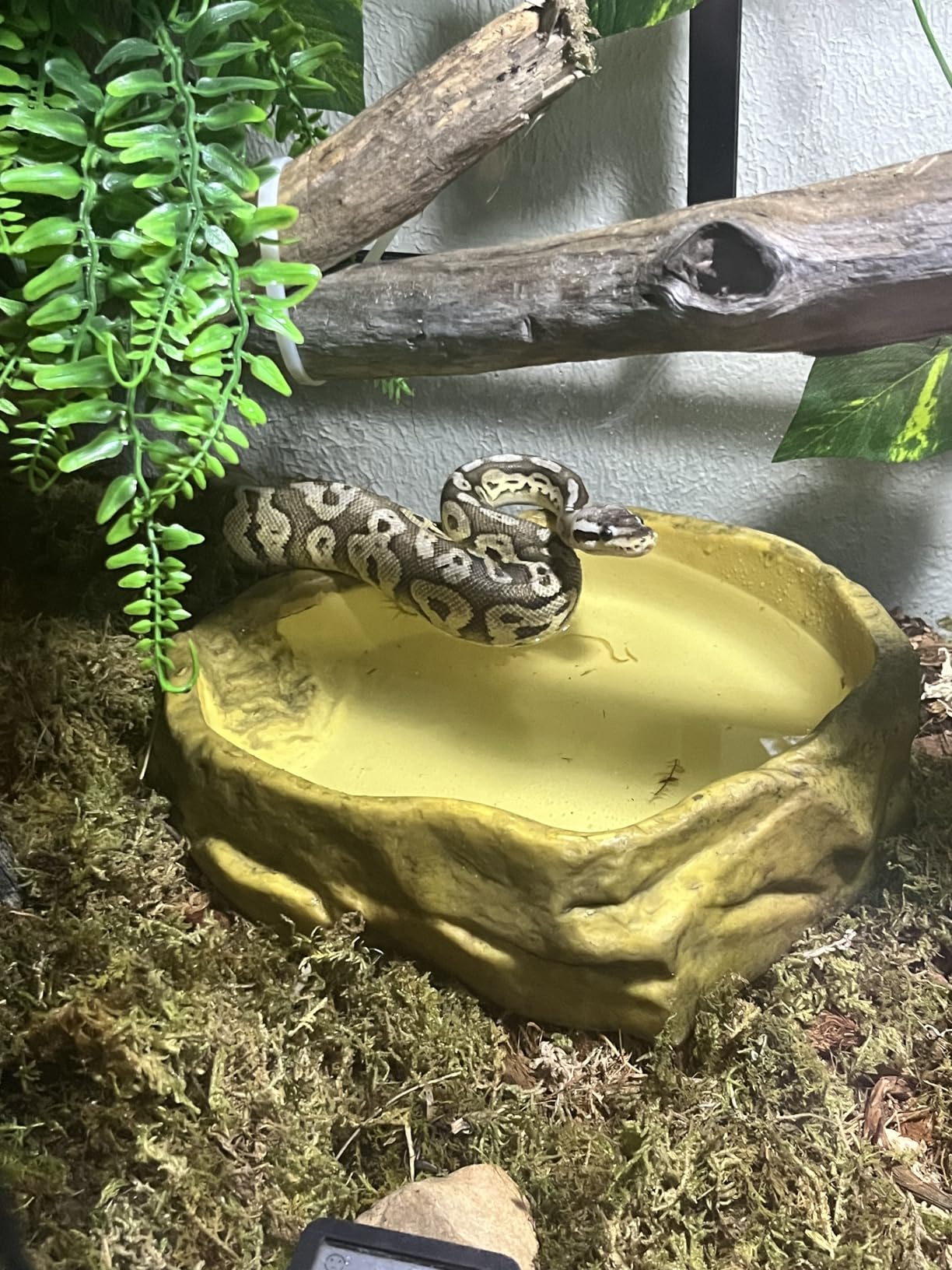 Carolina Custom Cages, 48Lx18Wx24H Tall Extra-Long Terrarium; Easy Assembly customer photo 2