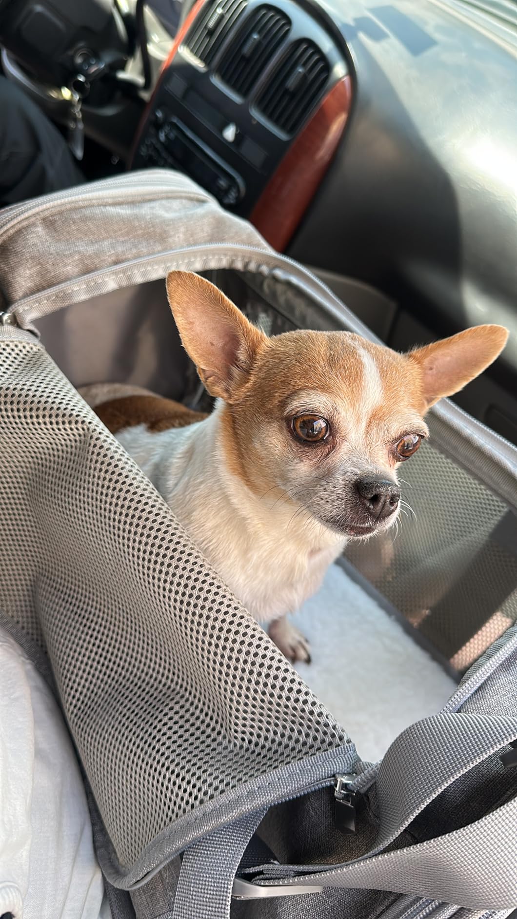 Henkelion Cat Carriers Dog Carrier Pet Carrier For Small / Medium Cats Dogs Puppies (Up To 15lbs), TSA Airline Approved Small Dog Carrier Soft Sided, Collapsible Waterproof Travel Puppy Carrier - Grey customer photo 1