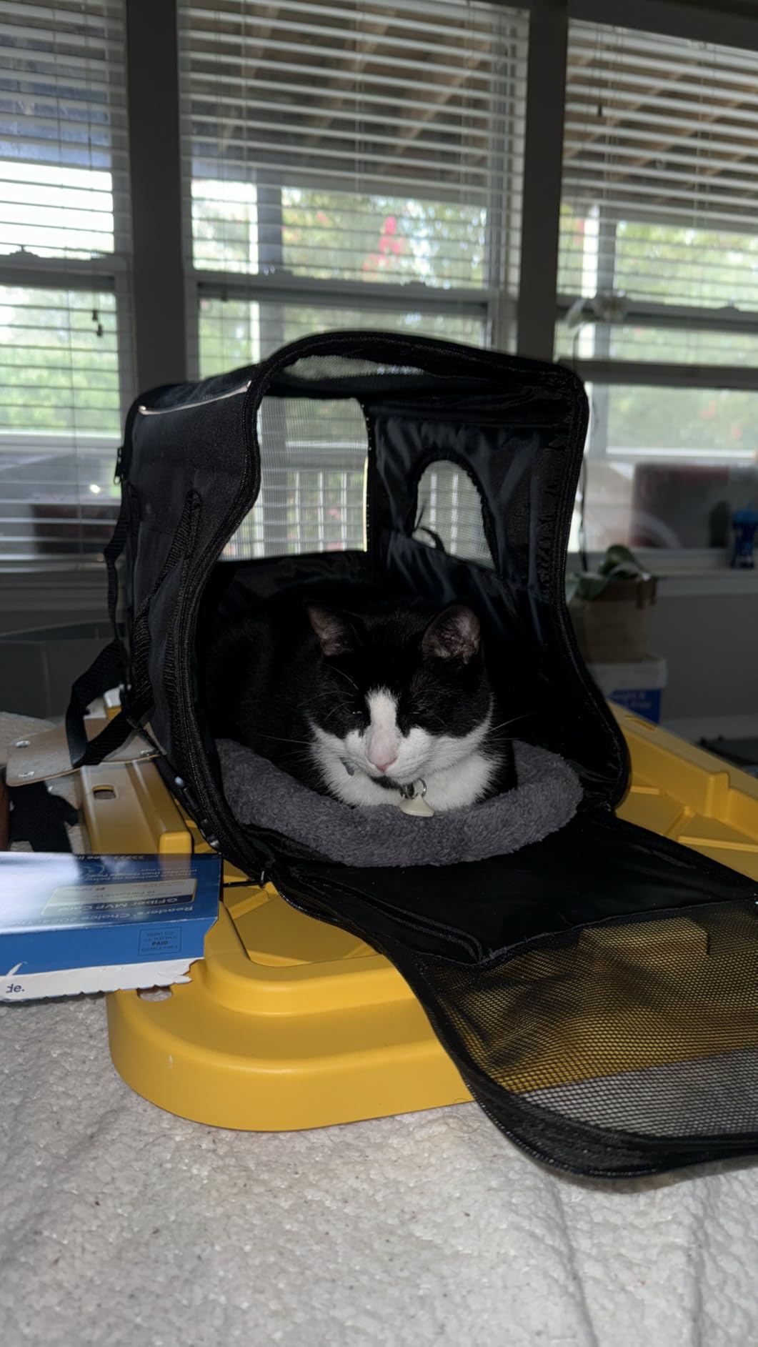 Morpilot Cat Carrier - Cat Carrier Soft for Medium or Large Cats up to 20lbs, with Dual-Sided Cushion, Secure Buckle and Foldable Bowl, Dog Carriers for Small Dogs - Pet Carrier (Dark Gray) customer photo 1