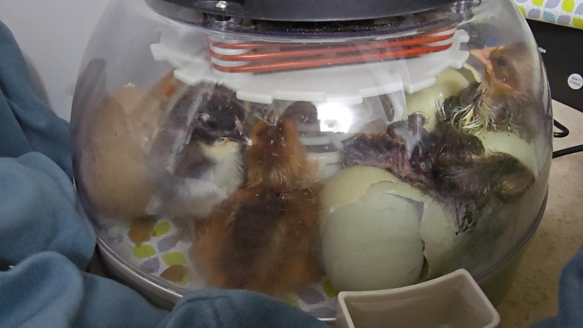 KEBONNIXS 12 Egg Incubator with Humidity Display, Egg Candler, Automatic Egg Turner, for Hatching Chickens customer photo 1