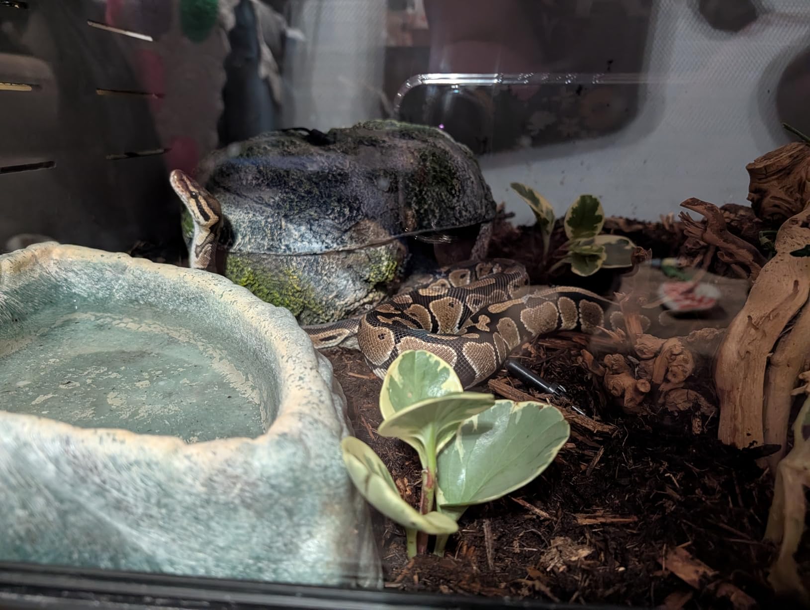 New Age Pet ECOFLEX Small 24