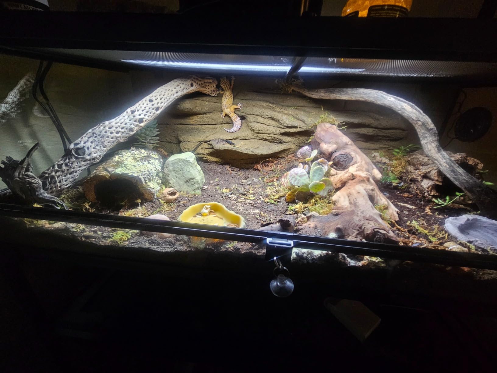 REPTI ZOO 67 Gallon Reptile Large Terrarium Newly Upgraded All Glass 48
