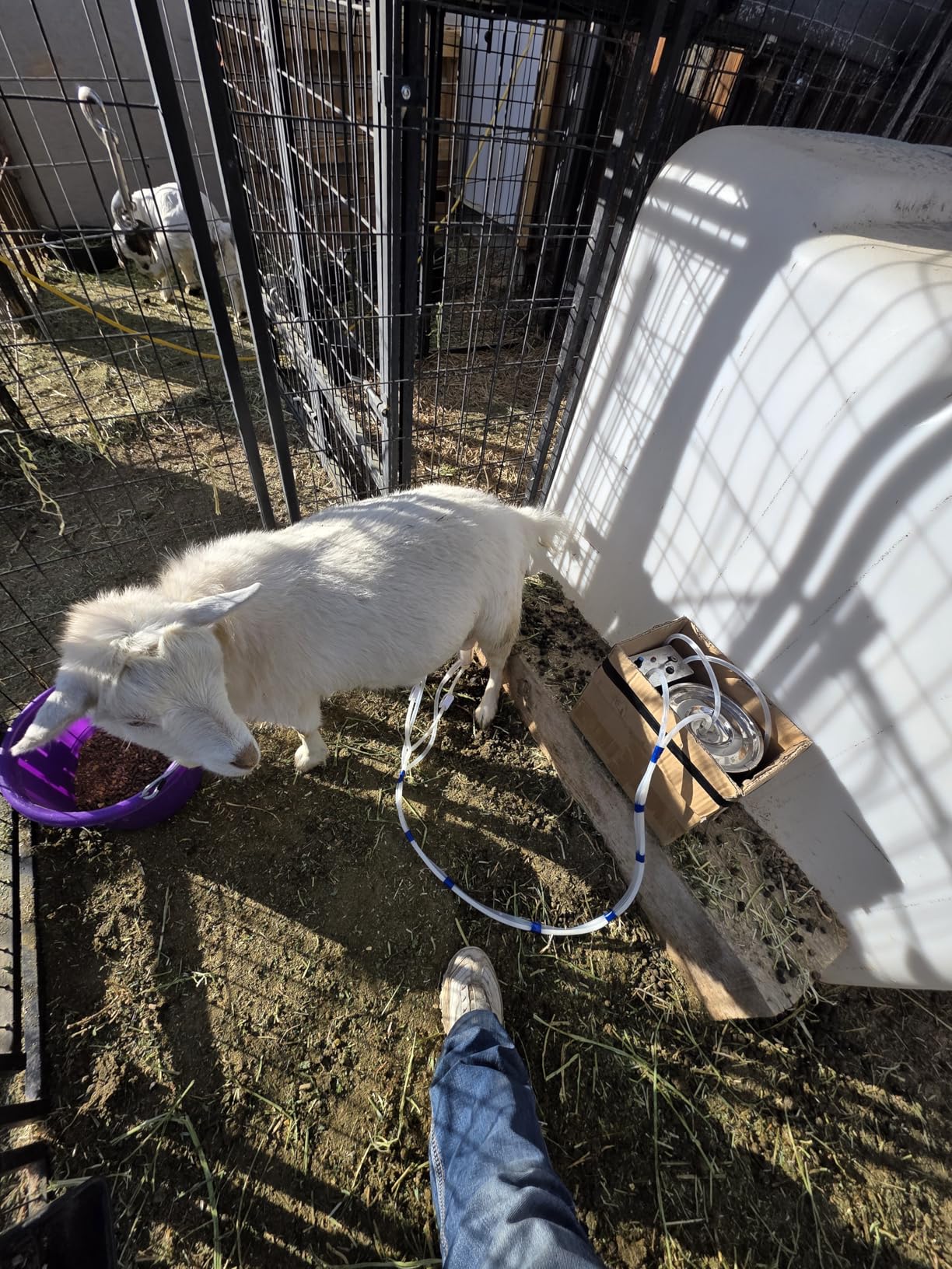 7L Goat Electric Milking Machine, Automatic Rechargeable Battery Powered Pulsation Vacuum Pump with 2 Teat Cups Stainless Steel Bucket for Goat(Battery Model) customer photo 1