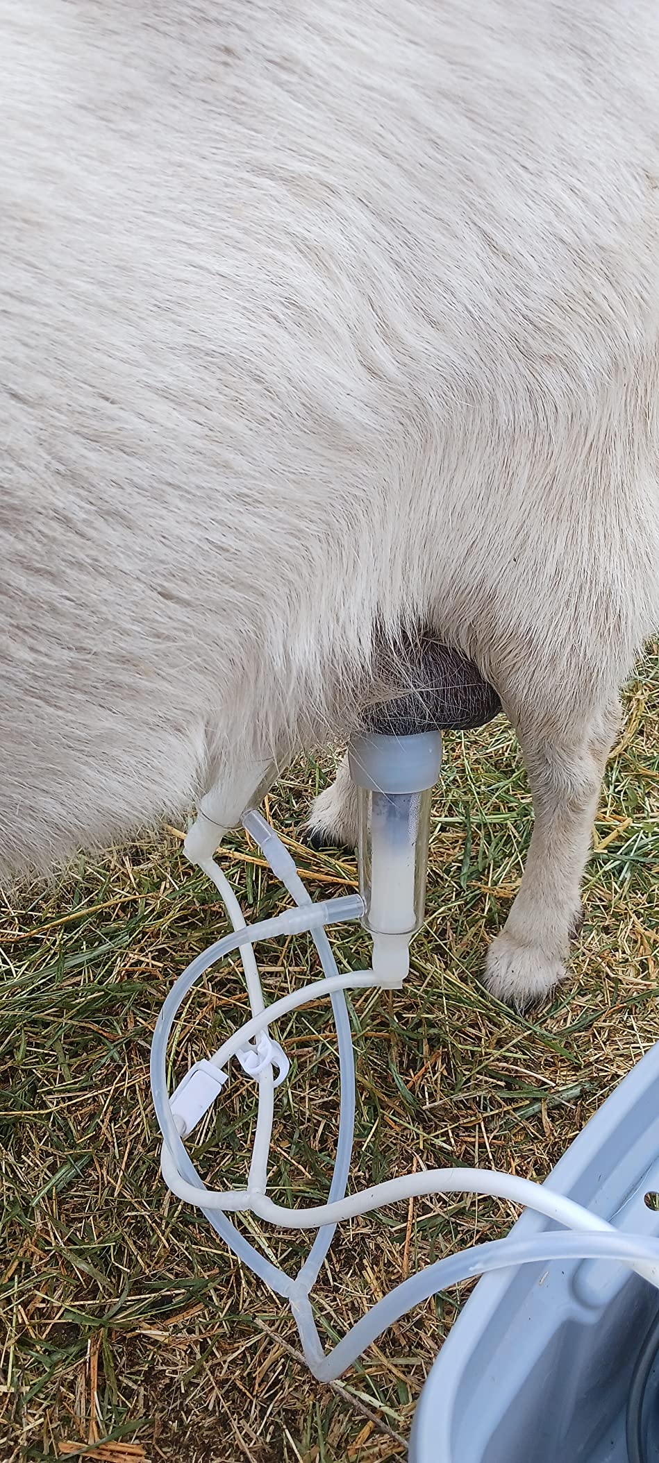 7L Goat Milking Machine,Rechargeable Battery Milker Powered Pulsation Vacuum Pump with 2 Teat Cups,Stainless Steel Buckets for Goats(13200mAh Battery) customer photo 1