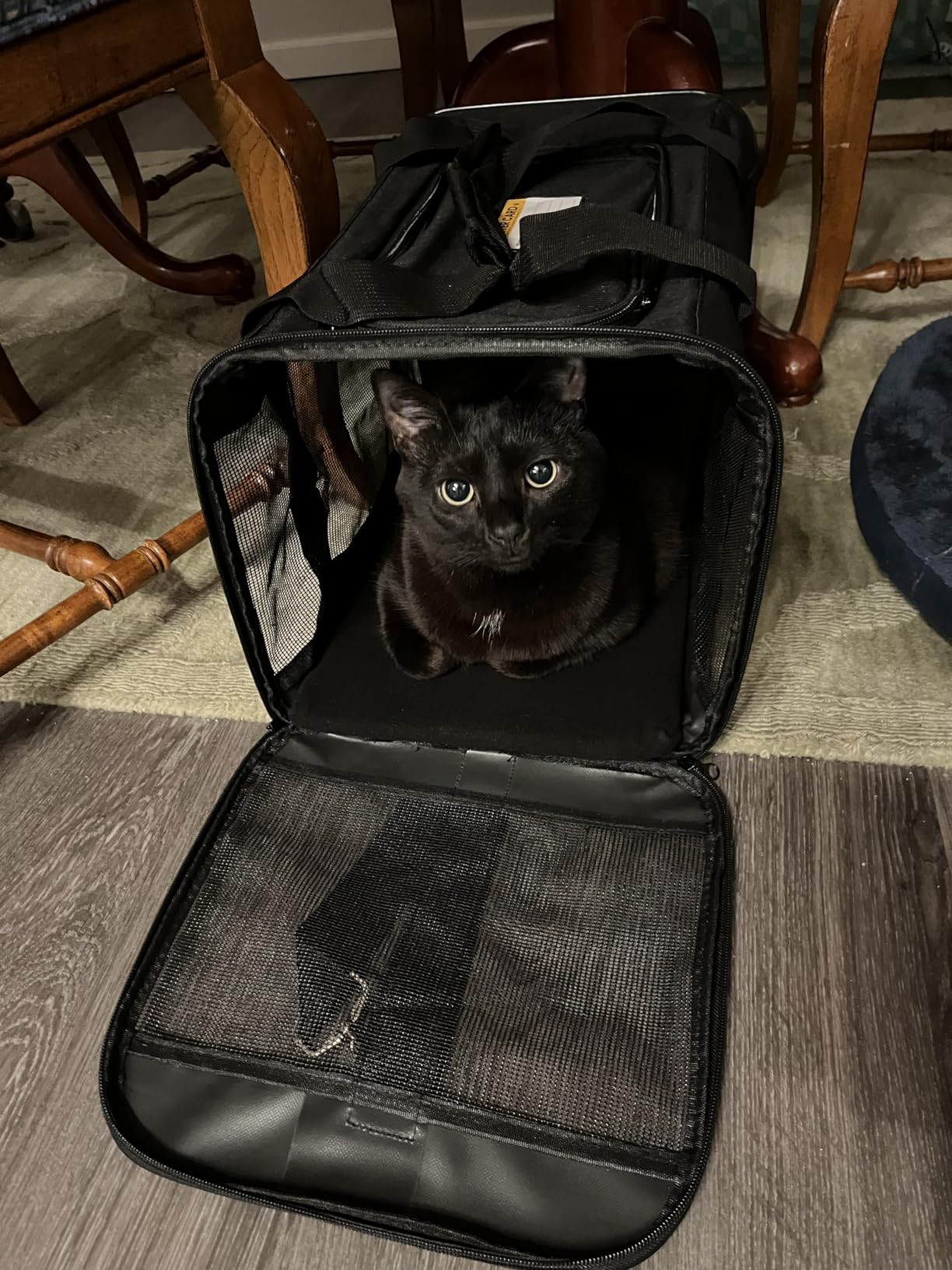Cat Carrier Airline Approved, Soft-Sided Dog Carrier with Inner Safety Leash, Pet Transport Carrier for Small-Medium Cats Puppies up to 15 Lbs, Collapsible Travel Kitten Carrier Bag -BlackM customer photo 1