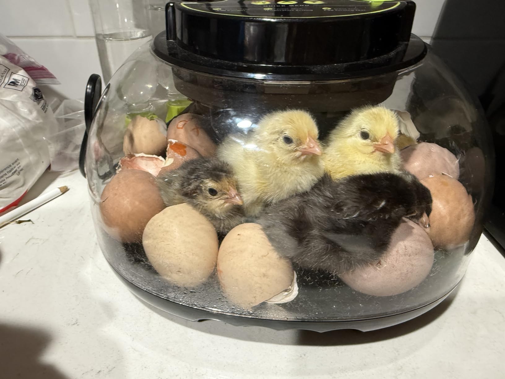 Incubators for Hatching Eggs 12 Egg Incubator with Automatic Egg Turning and Humidity Control, Egg Candler, Auto Water Replenishment, for Chicken Eggs and Quail Egg M12H customer photo 2