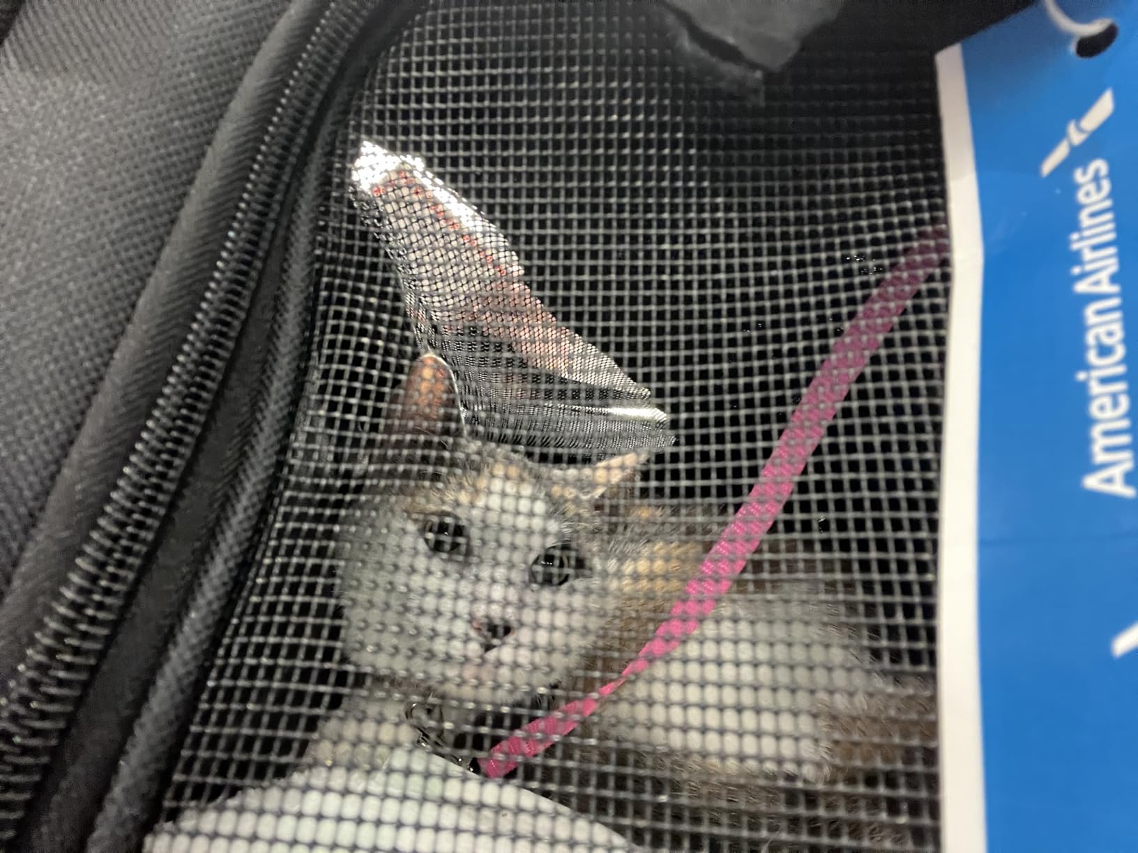 Soft-Sided Cat/Dog/Pet Carrier, Collapsible Pets Travel Carriers for Big Cats/Small Dogs with Shoulder Strap & Removable Mat, Mesh Puppy Carry Bag, Up to 16 Lbs, TSA Airline Approved(Gray) customer photo 1