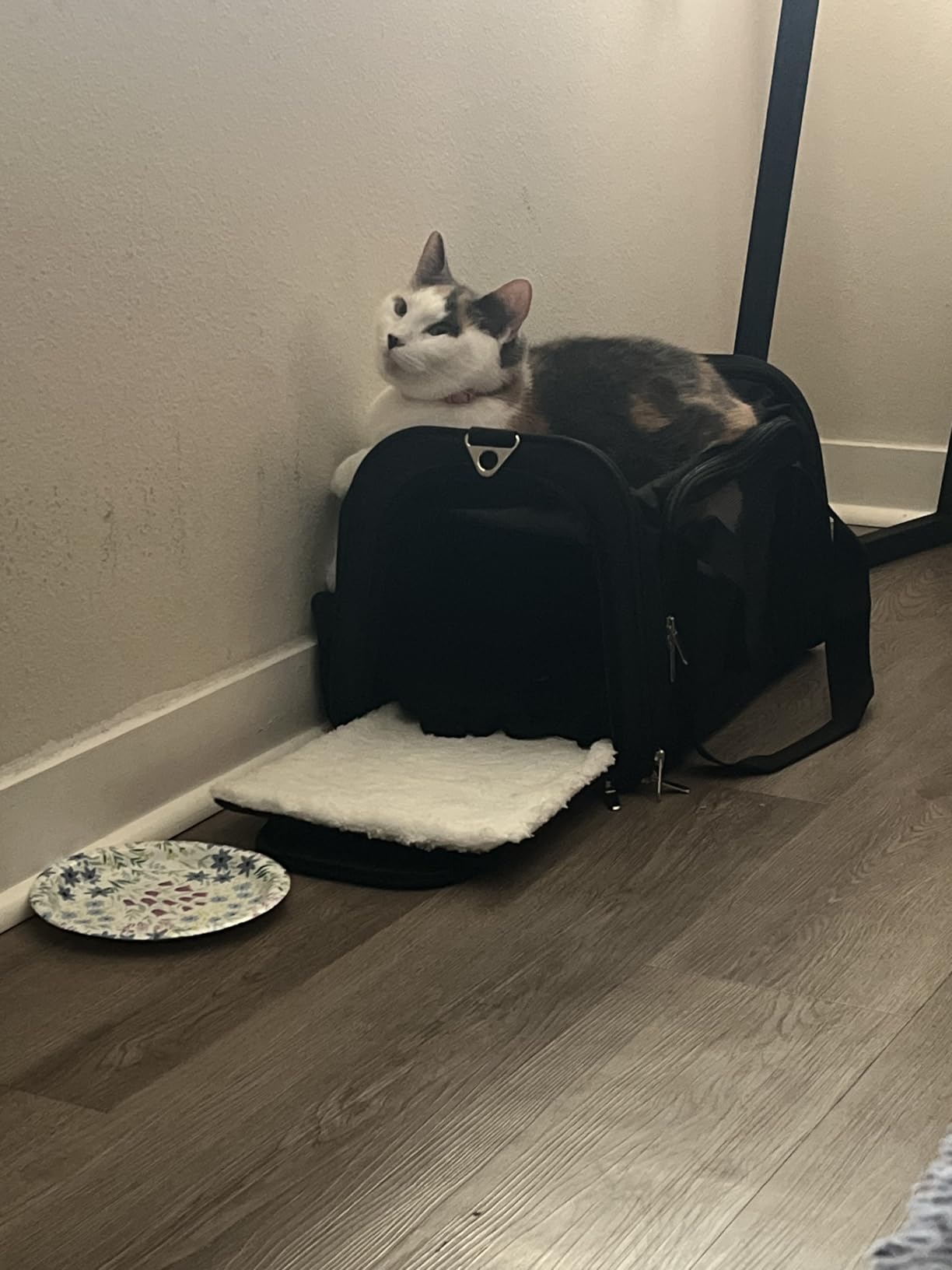 Soft-Sided Cat/Dog/Pet Carrier, Collapsible Pets Travel Carriers for Big Cats/Small Dogs with Shoulder Strap & Removable Mat, Mesh Puppy Carry Bag, Up to 16 Lbs, TSA Airline Approved(Gray) customer photo 2