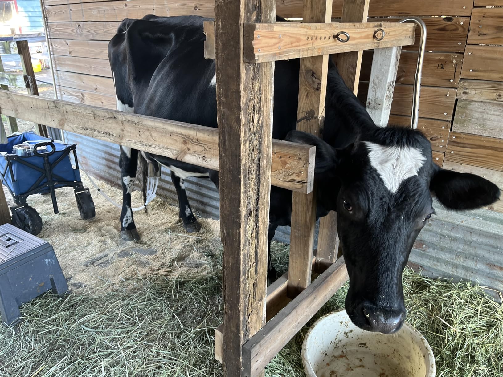 2026 Upgrade Zlshmoee 3L 2-in-1 Electric Milking Machine for Goats and Cows, Portable Rechargeable Milker with Battery Powered Pulsation Vacuum Pump & 4 Teat Cups, Stainless Steel Bucket customer photo 1