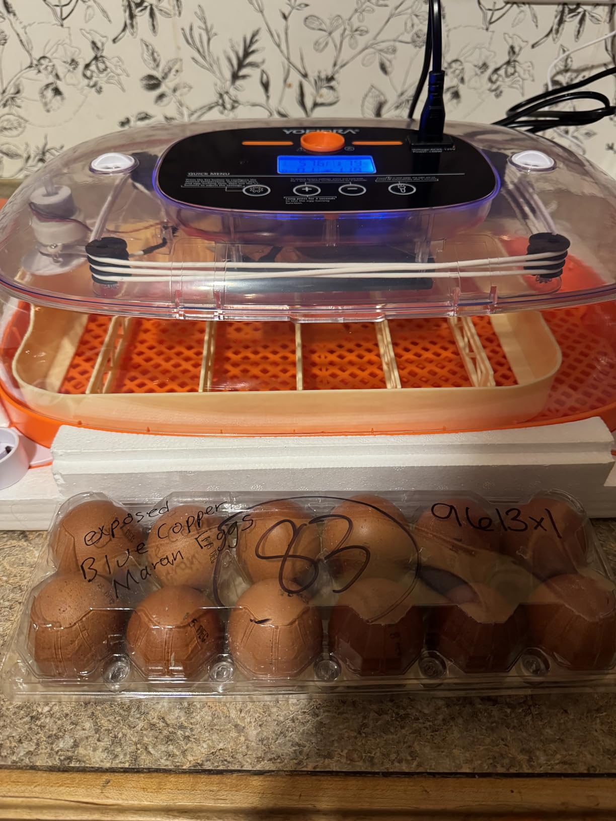 Incubators for Hatching Eggs, 24 Egg Incubator, Automatic Egg Turner with Humidity Control & Digital Temperature, Hatch Day, Auto Water Refill, 360°Viewing customer photo 1