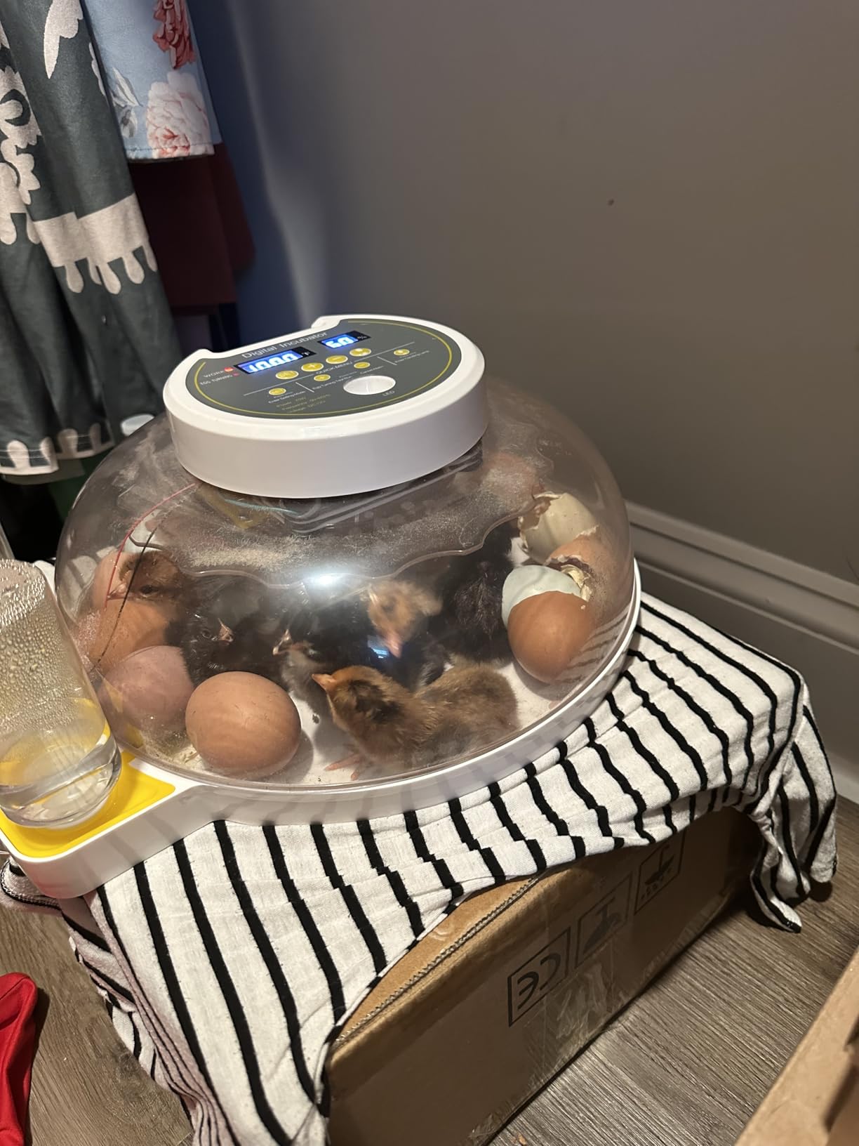 18 Egg Incubators for Hatching Eggs, Automatic Egg Turning and Humidity Control Incubator for Hatch Chicken Duck Quail Pigeon Pheasant Partridge Home Classroom Lab customer photo 1