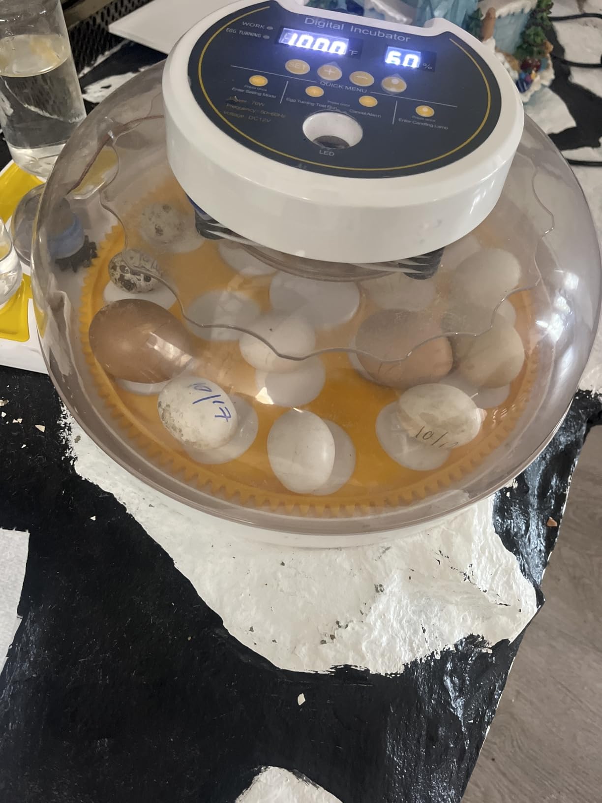 18 Egg Incubators for Hatching Eggs, Automatic Egg Turning and Humidity Control Incubator for Hatch Chicken Duck Quail Pigeon Pheasant Partridge Home Classroom Lab customer photo 2