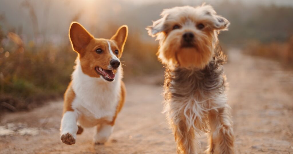 Current image: 10 Best Dog Leashes For Hiking: Hands-Free, Bungee & Heavy-Duty Picks - findingdulcinea