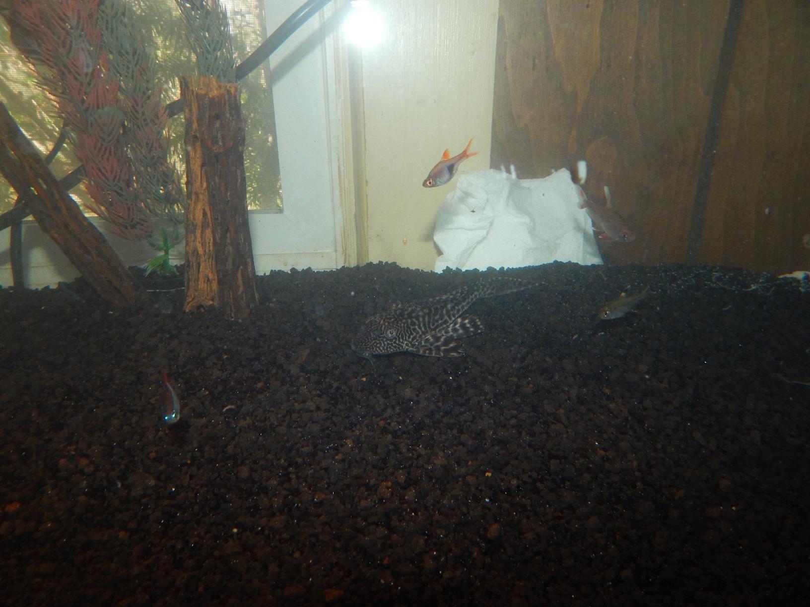 CaribSea Eco-Complete Planted Aquarium Substrate - 20 lbs - Black Nutrient-Rich Gravel for Freshwater Planted Tanks - Promotes Healthy Plant Growth & Water Stability customer photo 1