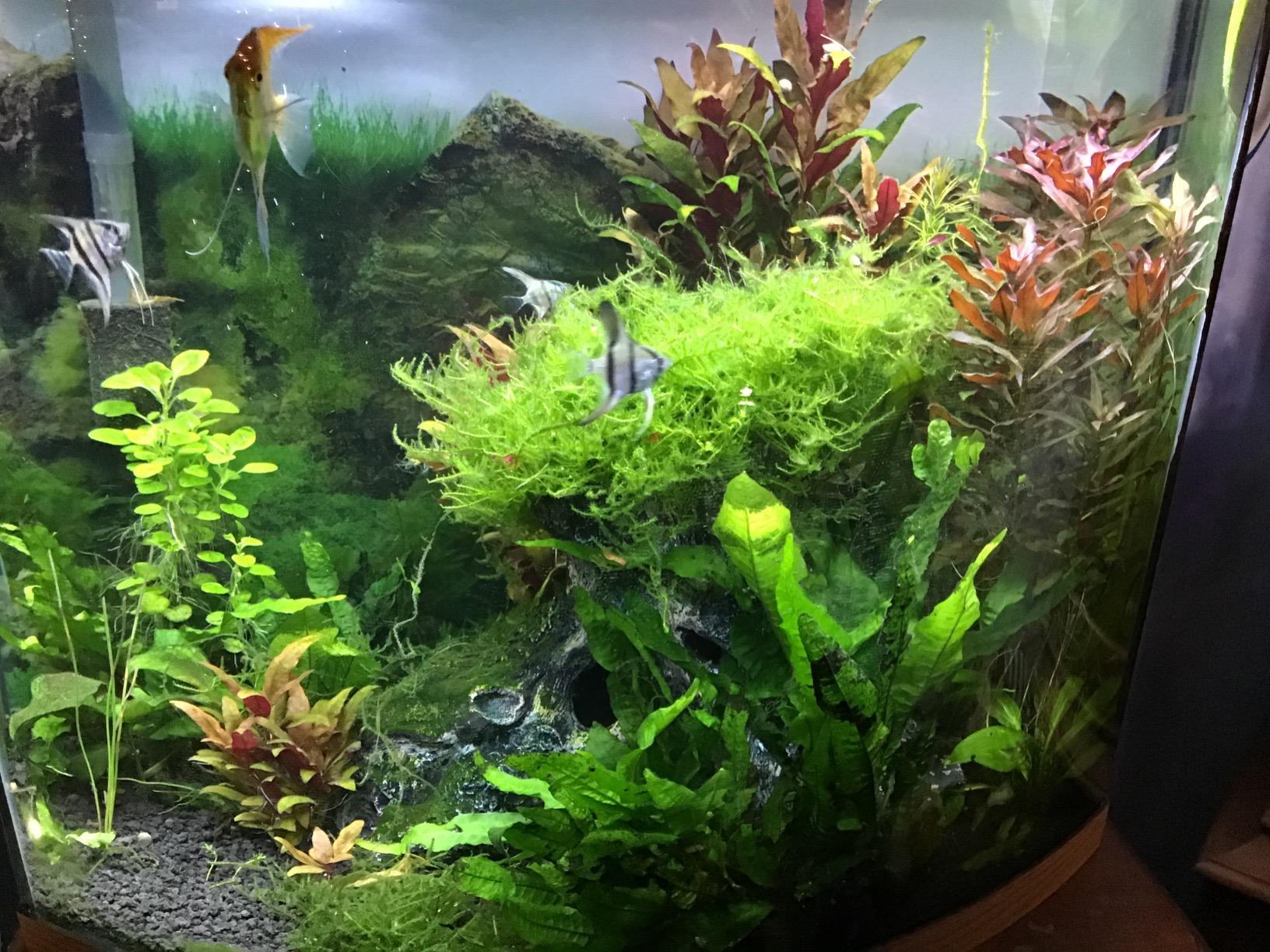 CaribSea Eco-Complete Planted Aquarium Substrate - 20 lbs - Black Nutrient-Rich Gravel for Freshwater Planted Tanks - Promotes Healthy Plant Growth & Water Stability customer photo 2