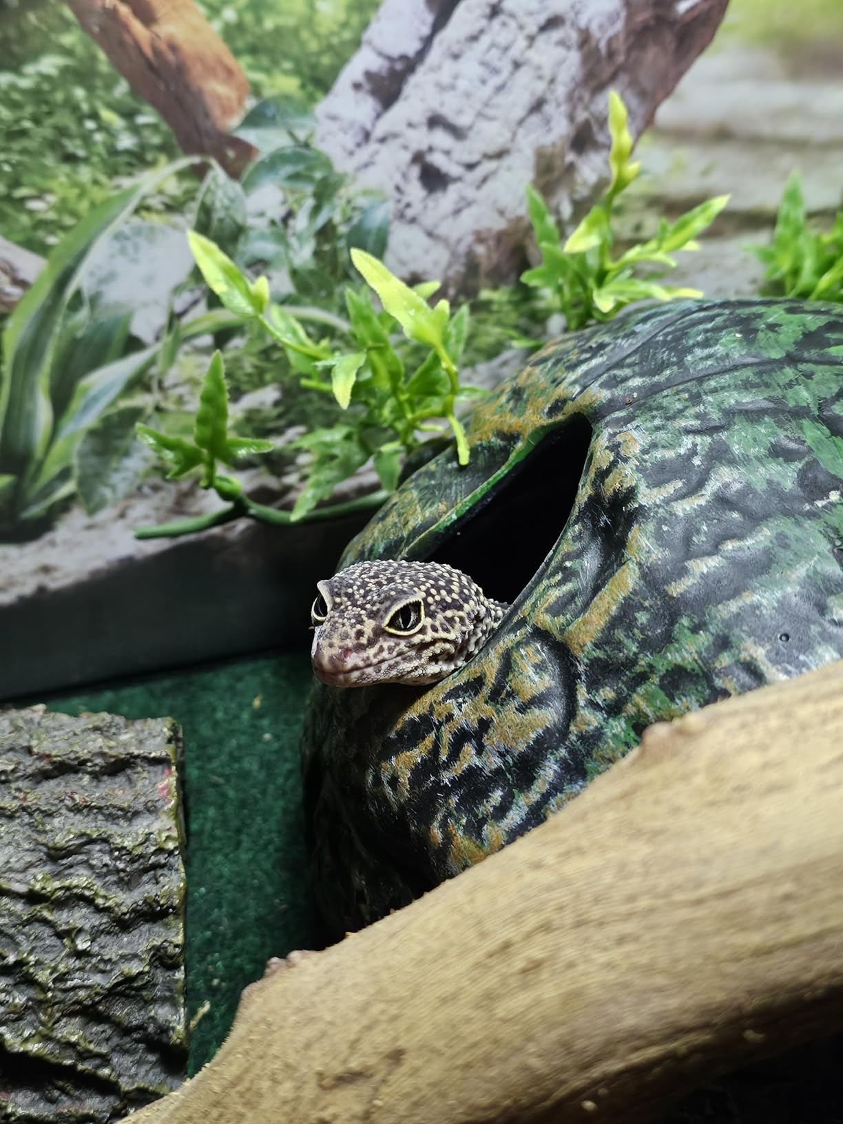 Zoo Med Reptile Shelter 3 in 1 Cave, Medium customer photo 1