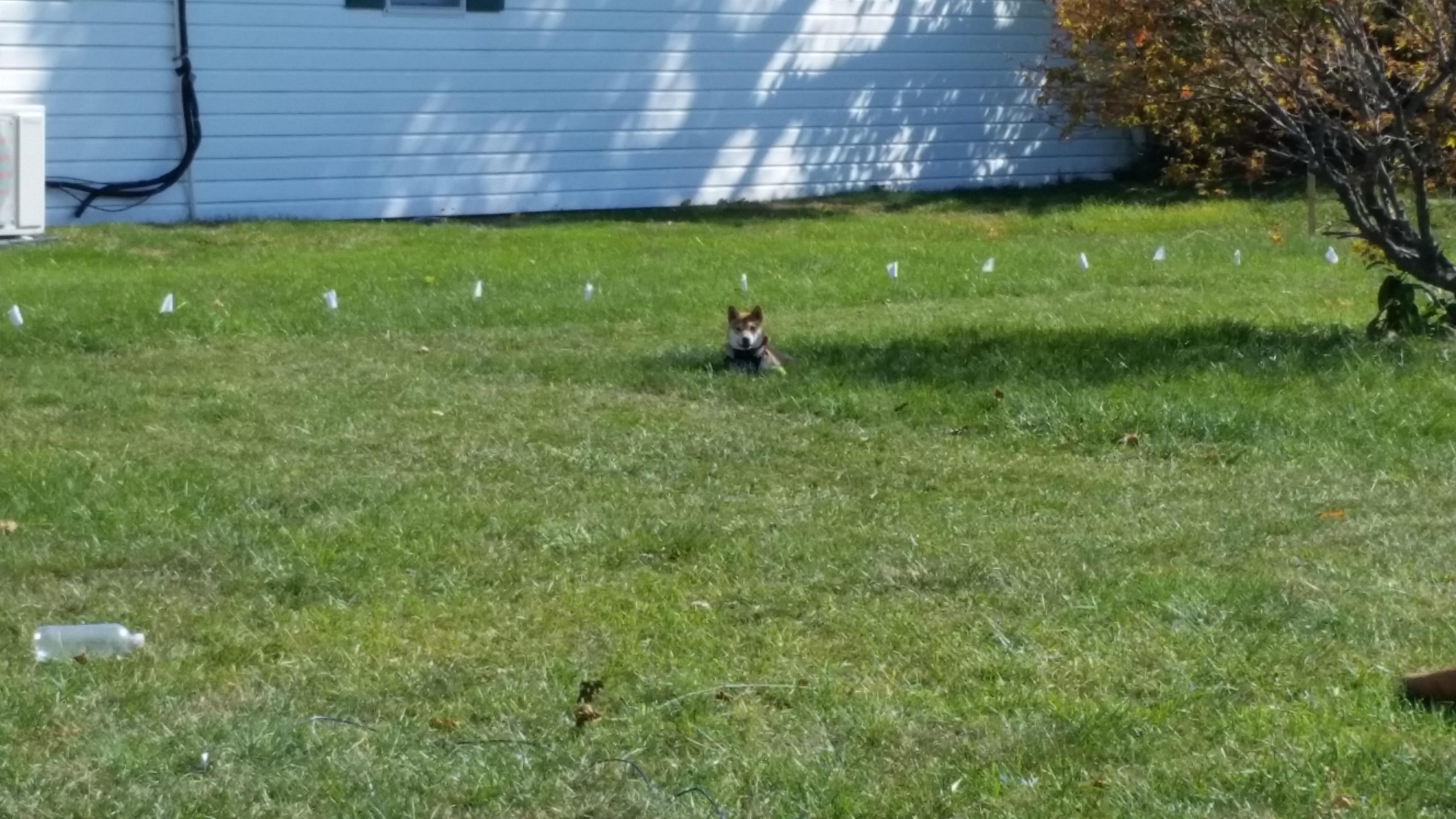 PetSafe Stubborn Dog In-Ground Pet Fence for Hard-to-Train Pets - Great for Hearing-Impaired Dogs - Covers 1/3-Acre Yard - Expandable up to 25 Acres - from the Parent Company of Invisible Fence Brand customer photo 2