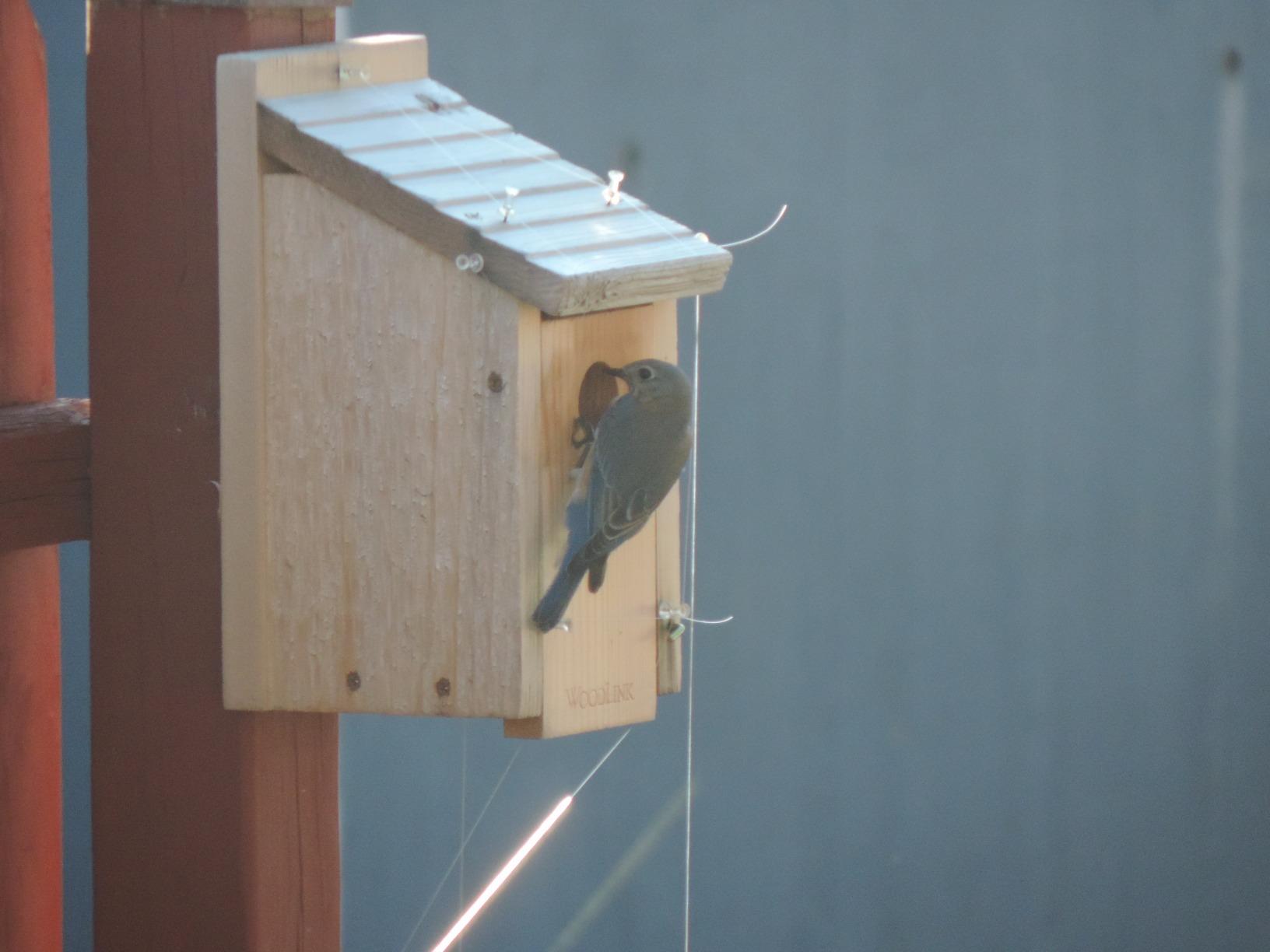 Woodlink Wooden Bluebird House - Model BB1 7.5