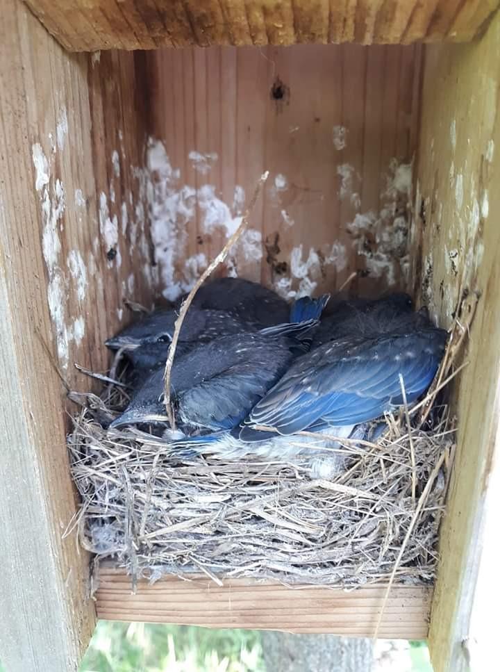 Woodlink NABB Audubon Cedar Bluebird House customer photo 1