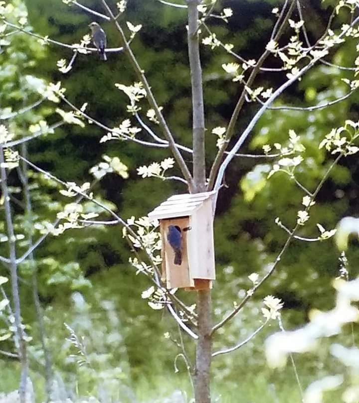 Woodlink NABB Audubon Cedar Bluebird House customer photo 2