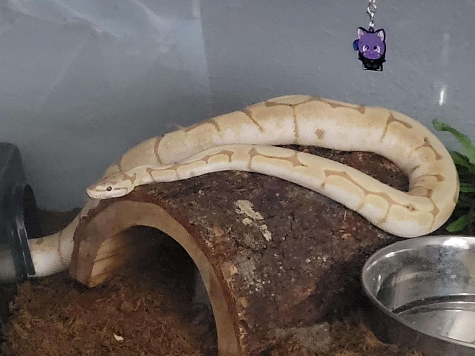 Zoo Med Habba Hut, Extra Large customer photo 2