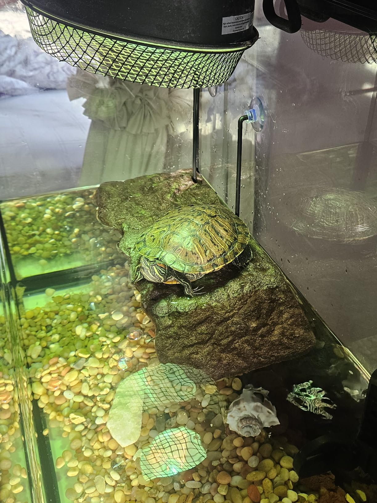 Zoo Med Turtle Dock customer photo 1