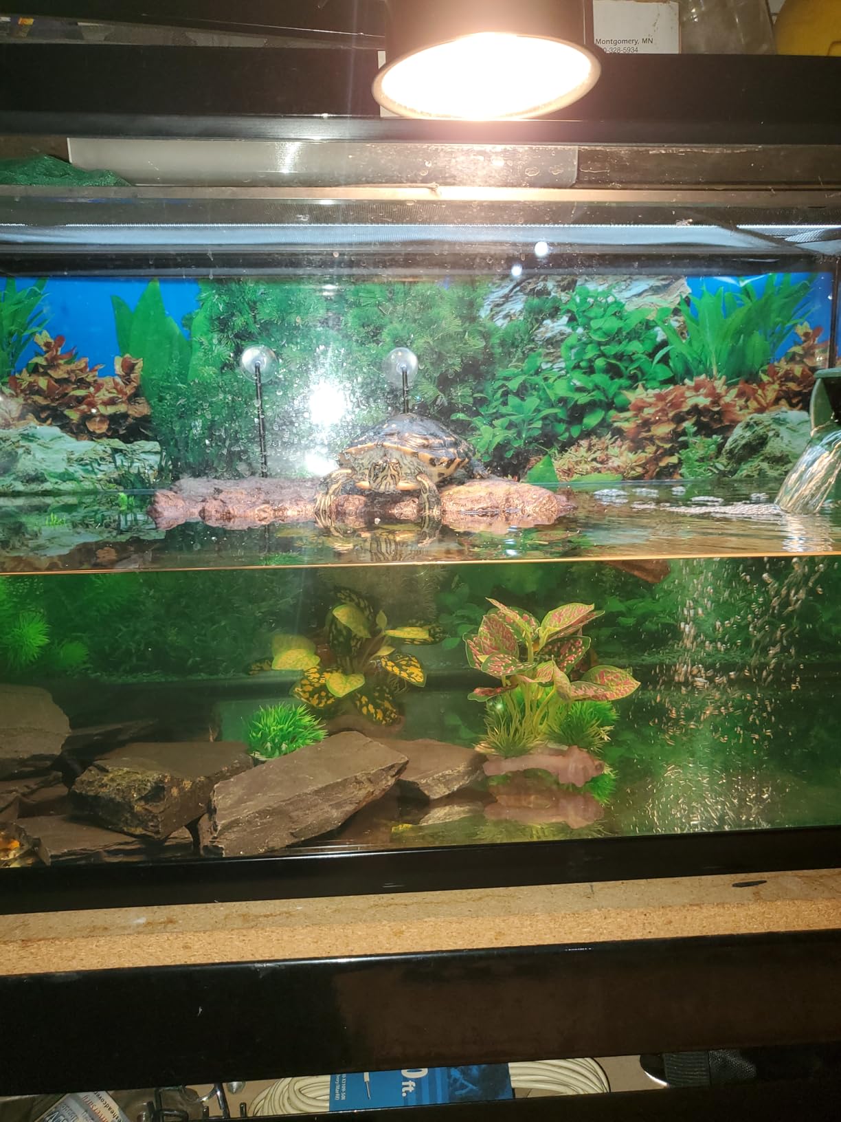 Zoo Med Turtle Dock customer photo 2