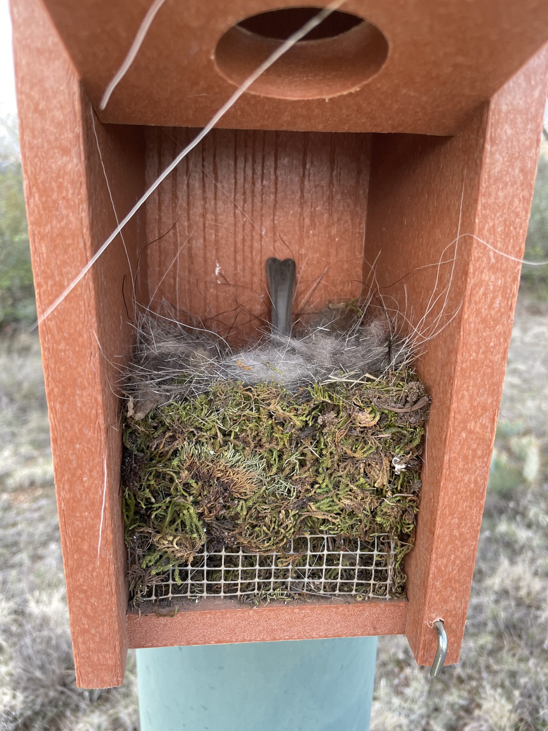 Woodlink NAGGBB Audubon Going Green Bluebird House, 12 Inch customer photo 1