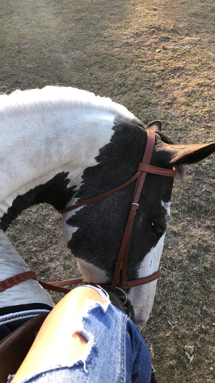 Tough 1 Silver Fox Raised Snaffle Bridle customer photo 2