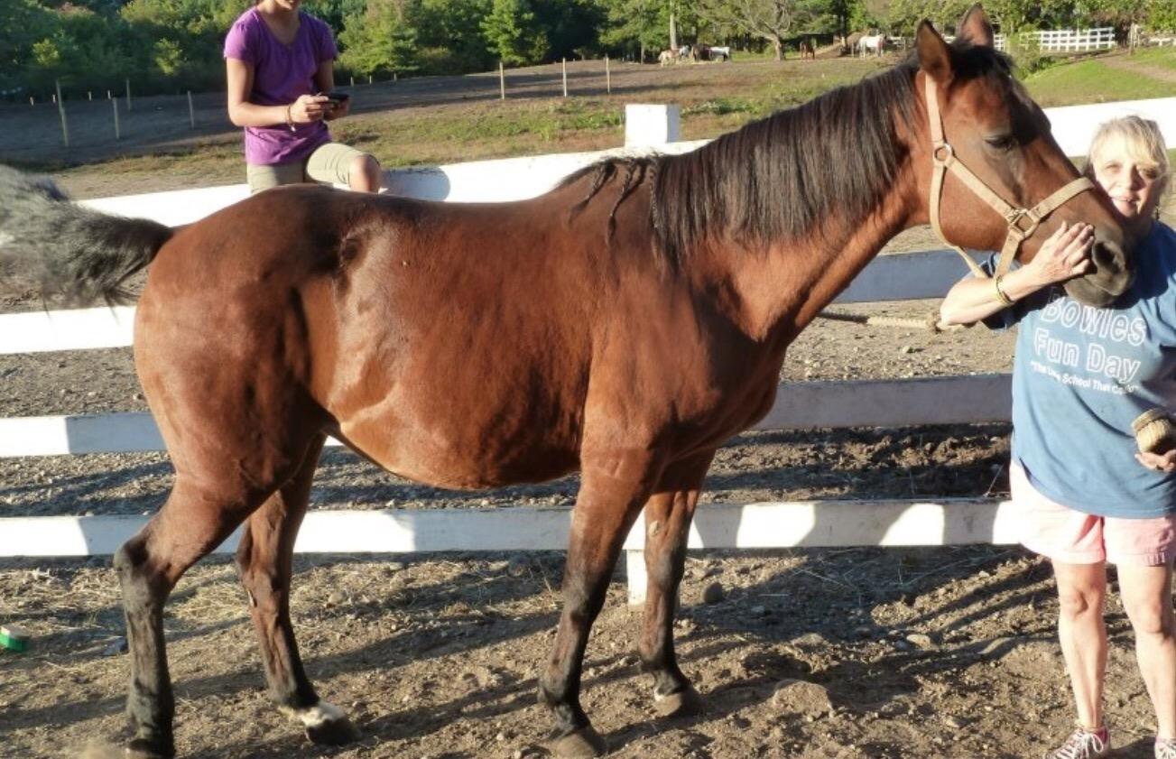 Absorbine Flex+Max Horse Joint Supplement Pellets, Highly Palatable, Comprehensive Equine Formula with Glucosamine, MSM, Chondroitin & Flaxseed, 10lb Tub / 60 Day Supply customer photo 2