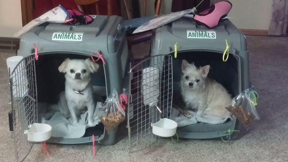 Petmate Sky Kennel - For Air and Travel, Airline Compliant Dog Crate for Pets up 70-90 lbs, Heavy Duty Dog Kennel, Made in the USA- 40 Inches customer photo 1