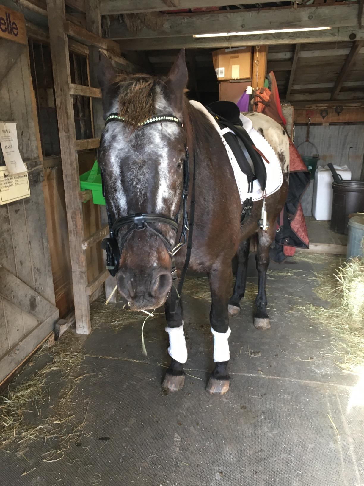 Henri de Rivel Pro Padded Dressage Bridle with Web Reins customer photo 2