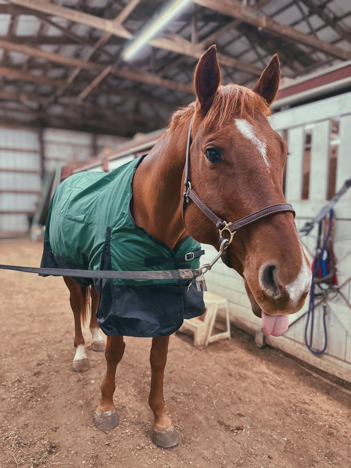 Tough 1 600 Denier Waterproof Horse Sheet customer photo 2