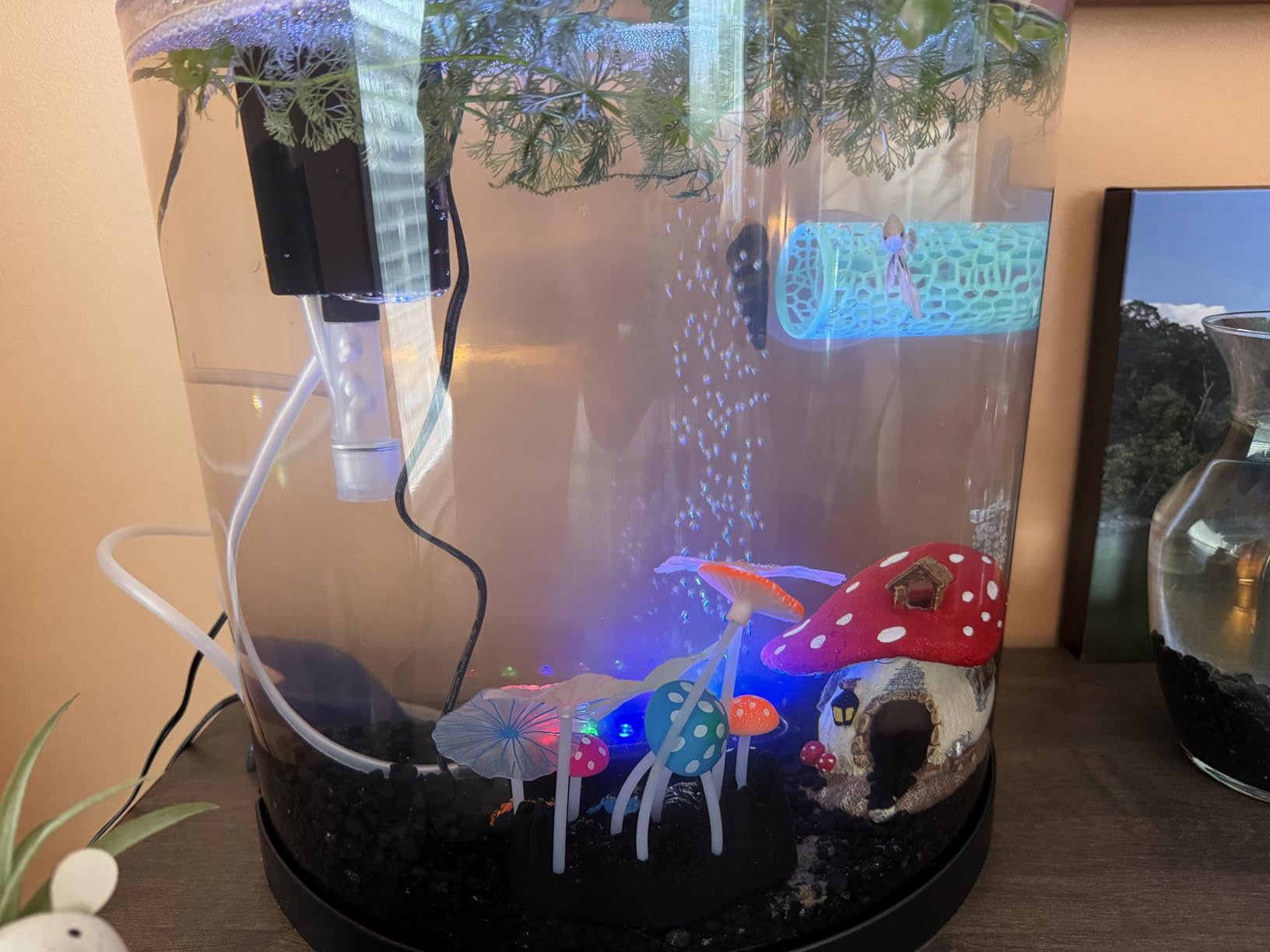 Tetra 3 Gallon Small Fish Tank, Aquarium Starter Kit, with Filter, Air pump, & Color Changing Light, Half Moon shape customer photo 1