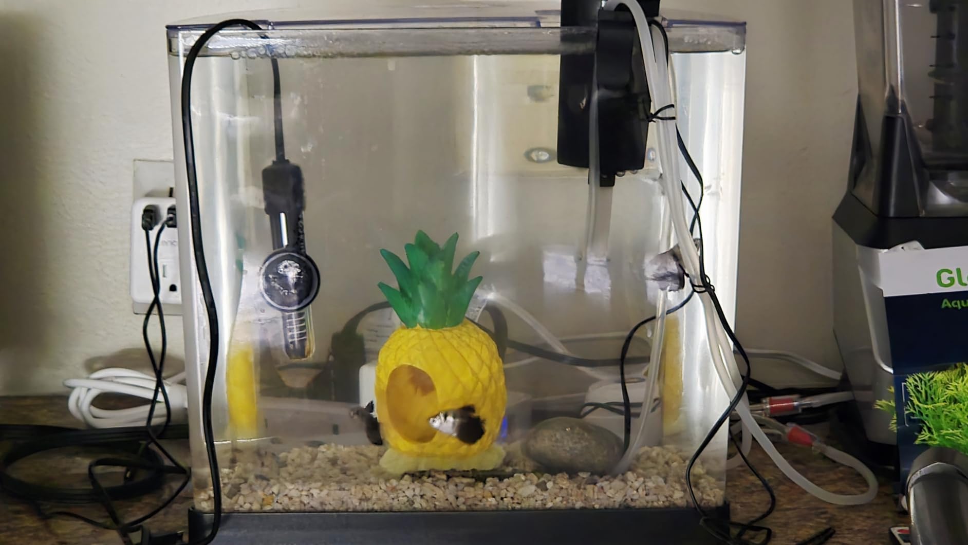 Tetra 3 Gallon Small Fish Tank, Aquarium Starter Kit, with Filter, Air pump, & Color Changing Light, Half Moon shape customer photo 2