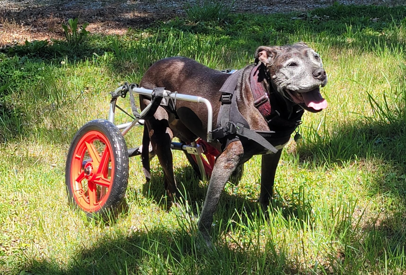 Standard Rear Support Dog Wheelchair FML Elite, Large customer photo 1