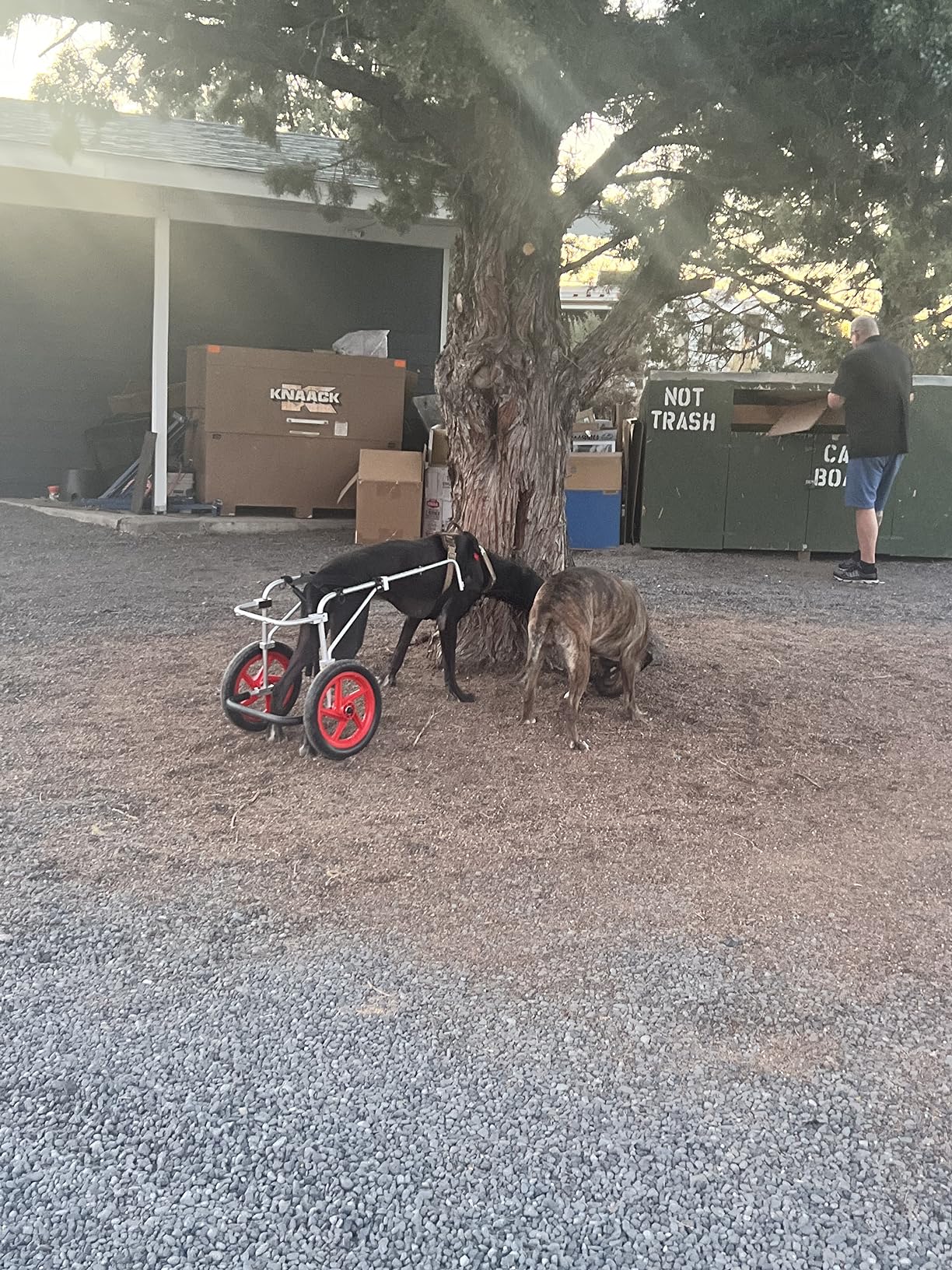 Standard Rear Support Dog Wheelchair FML Elite, Large customer photo 2