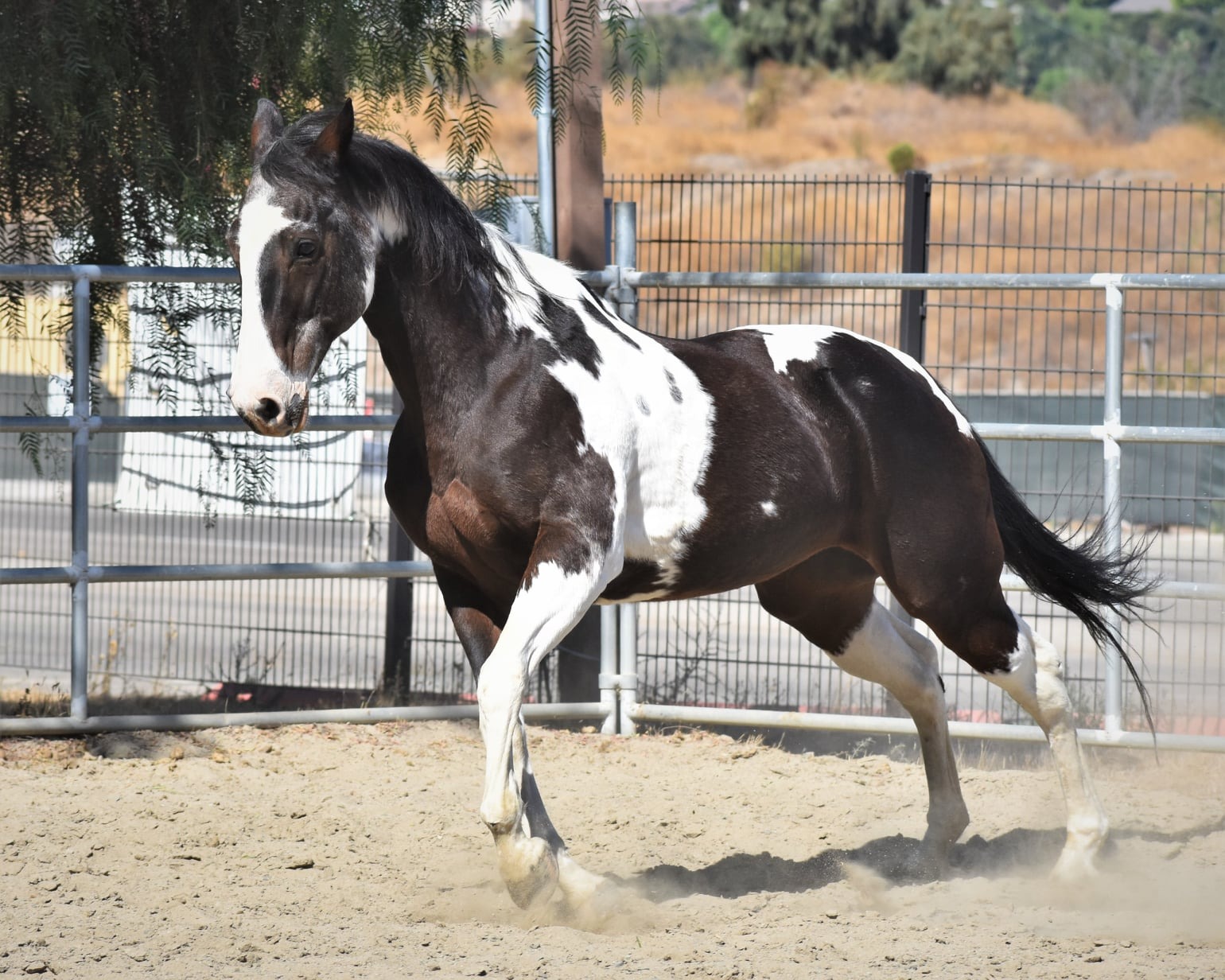 Formula 707 Joint 6in1 Equine Supplement 5 lb Bag - Support for Joint Integrity and Inflammatory Response in Horses - Green-Lipped Mussel, MSM, Glucosamine, Chondroitin & Collagen customer photo 2