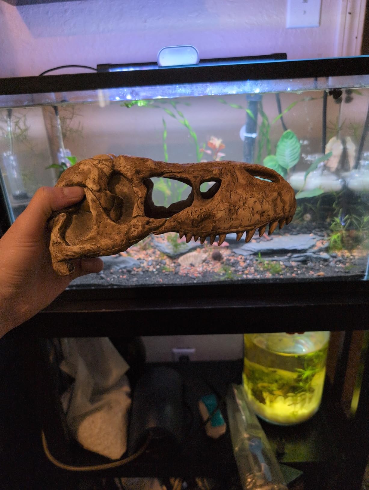 Exo Terra Crocodile Skull Terrarium Decor customer photo 1