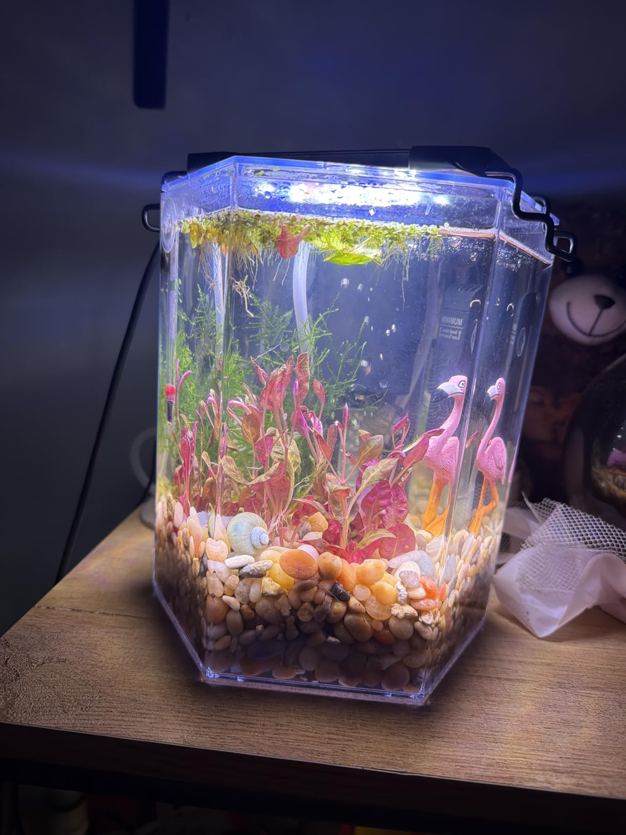Tetra Bubbling LED Aquarium Kit 1 Gallon, Hexagon Shape, With Color-Changing Light Disc customer photo 1