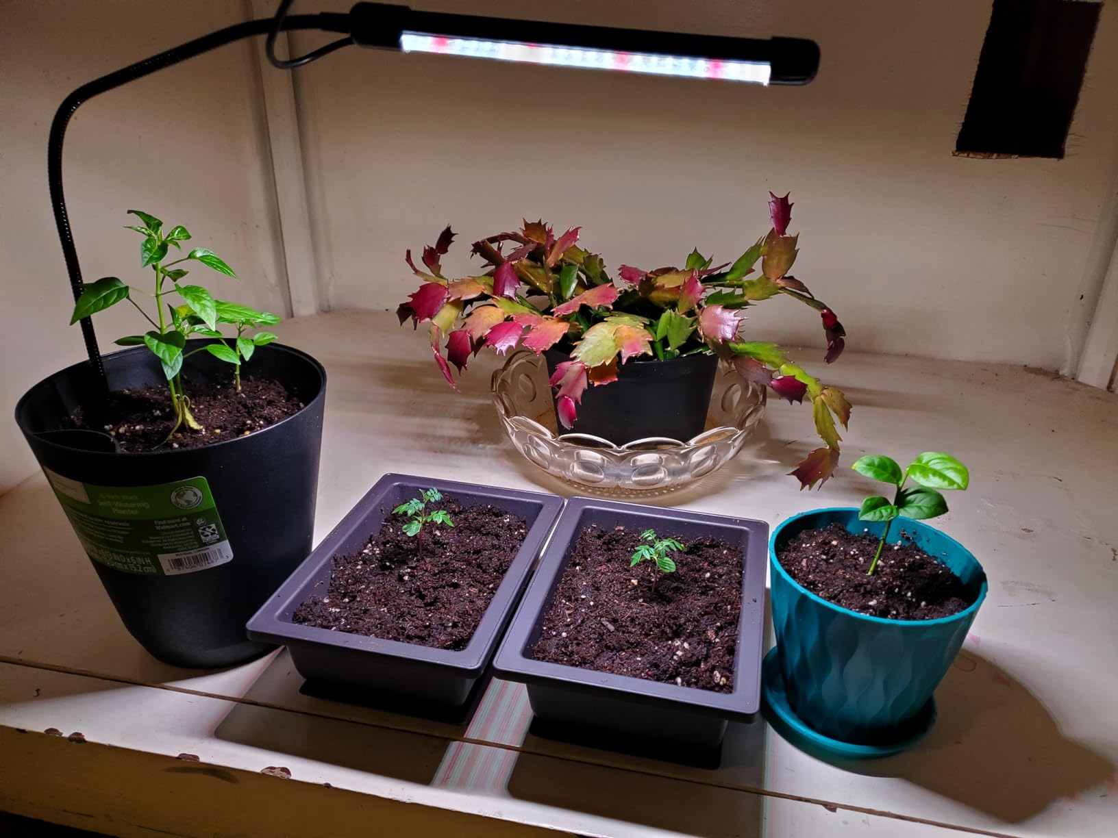 Bonsai Outlet Training Pots with Humidity Trays - Built in Mesh, Six Inch Large Planters + Made from Durable Shatter Proof Poly-Resin, Set of 3 Pot Set customer photo 2