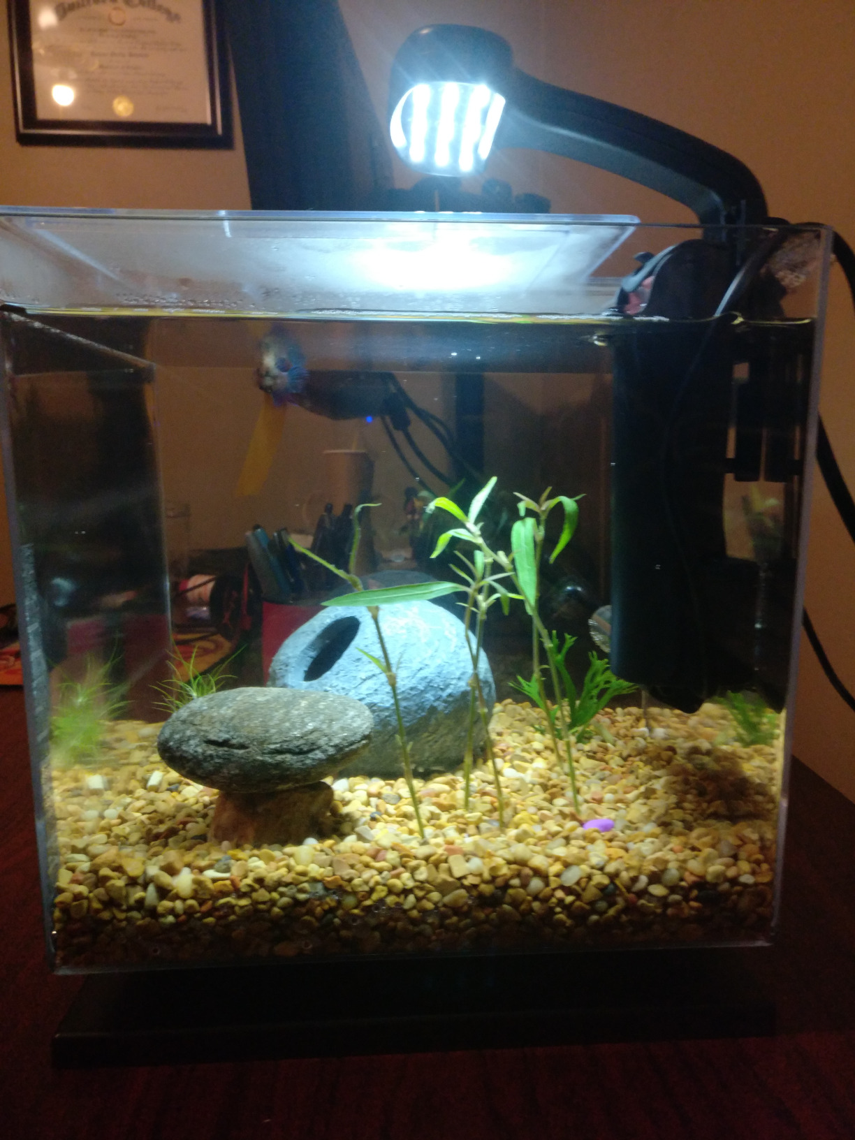 Tetra 3 Gallon Fish Tank, Aquarium Starter Kit with Pedestal Base, LED Light and Filter customer photo 1